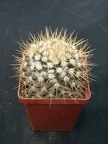 Mammillaria nivozar