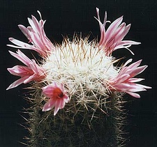 Mammillaria oliviae