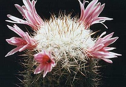Mammillaria oliviae