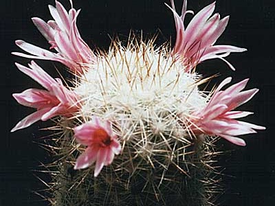 Mammillaria oliviae