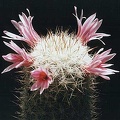 Mammillaria oliviae