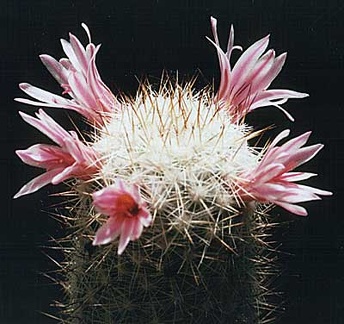 Mammillaria oliviae