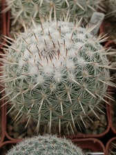 Mammillaria parkinsonii