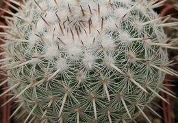 Mammillaria parkinsonii