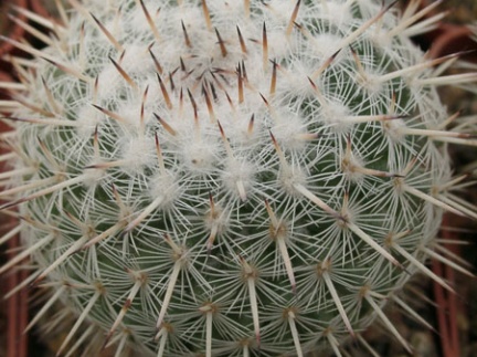 Mammillaria parkinsonii