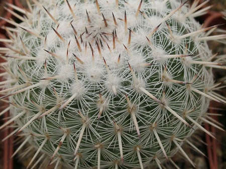 Mammillaria parkinsonii