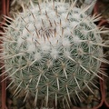 Mammillaria parkinsonii