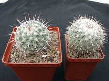 Mammillaria parkinsonii SB315