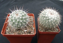 Mammillaria parkinsonii SB315