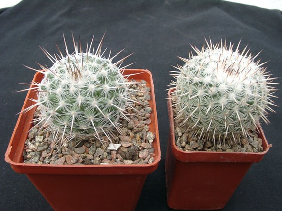 Mammillaria parkinsonii SB315