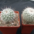 Mammillaria parkinsonii SB315