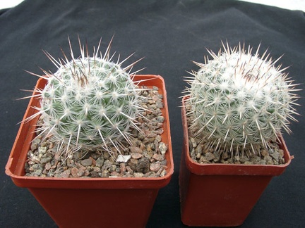 Mammillaria parkinsonii SB315