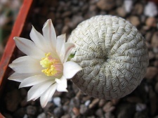 Mammillaria pectinifera  Solisia pectinata
