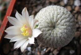 Mammillaria pectinifera  Solisia pectinata