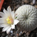 Mammillaria pectinifera  Solisia pectinata