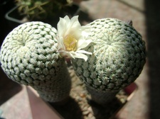Mammillaria pectinifera  Solisia pectinata 001