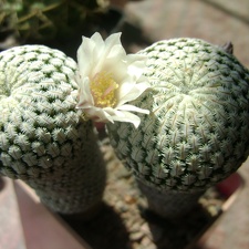 Mammillaria pectinifera  Solisia pectinata 001