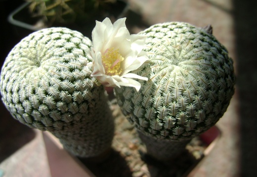 Mammillaria pectinifera  Solisia pectinata 001