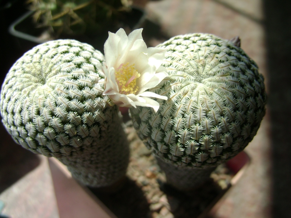 Mammillaria pectinifera  Solisia pectinata 001