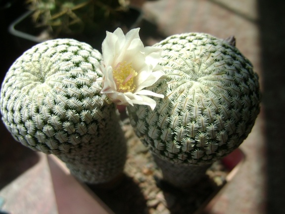 Mammillaria pectinifera  Solisia pectinata 001