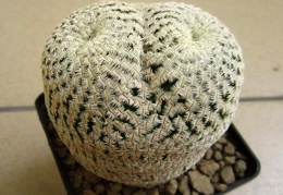 Mammillaria pectinifera  syn  Solisia pectinata