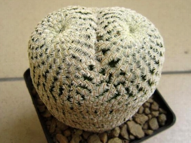 Mammillaria pectinifera  syn  Solisia pectinata