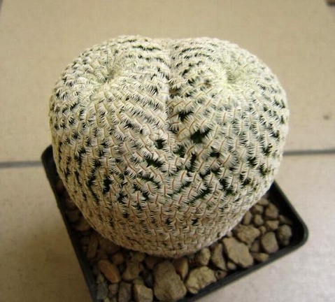 Mammillaria pectinifera  syn  Solisia pectinata