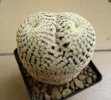 Mammillaria pectinifera  syn  Solisia pectinata