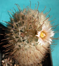 Mammillaria pennispinosa