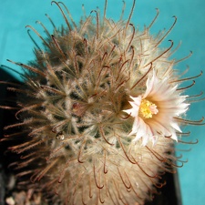 Mammillaria pennispinosa