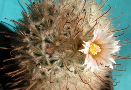 Mammillaria pennispinosa