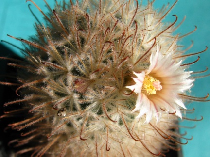 Mammillaria pennispinosa