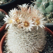 Mammillaria pennispinosa
