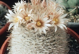 Mammillaria pennispinosa