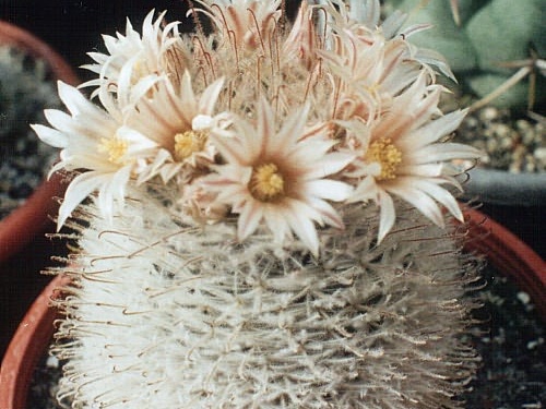Mammillaria pennispinosa