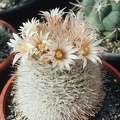 Mammillaria_pennispinosa2.jpg