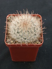 Mammillaria pennispinoza