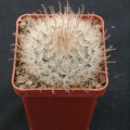 Mammillaria pennispinoza