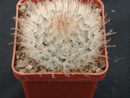 Mammillaria pennispinoza
