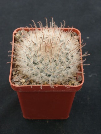Mammillaria pennispinoza