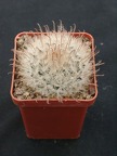 Mammillaria pennispinoza