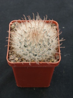 Mammillaria pennispinoza