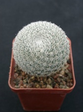 Mammillaria perbella 
