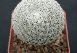 Mammillaria perbella 