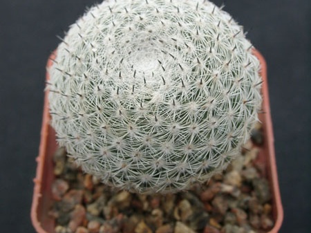 Mammillaria perbella 