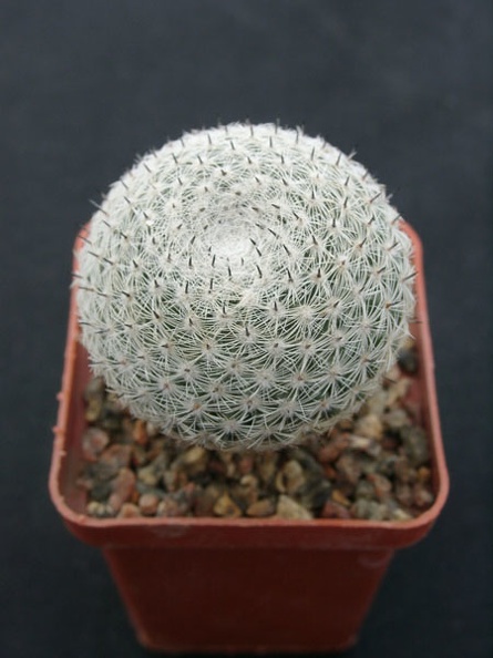 Mammillaria_perbella_.jpg