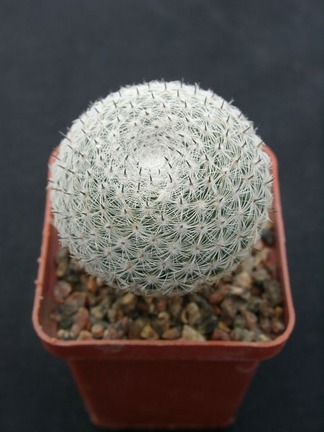 Mammillaria perbella 