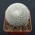 Mammillaria perbella 