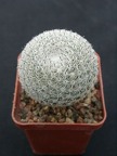 Mammillaria perbella 