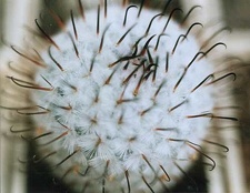 Mammillaria peresdelarosa